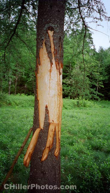 Bear Tree