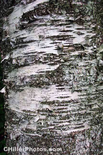 Birch Bark 1