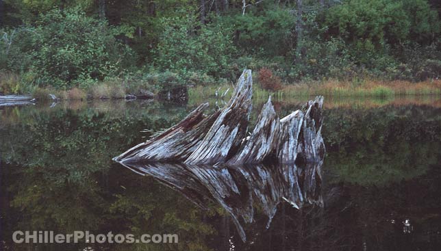 Stump In Water 7