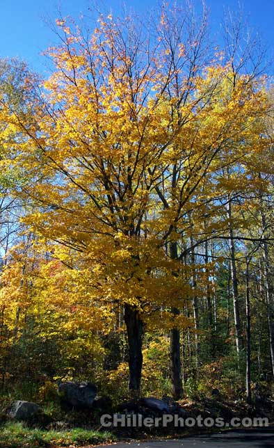 Yellow Fall Maple