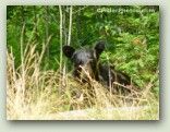 Bear In Bush No. 2212