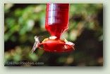 Hummingbird 1 No. 4105