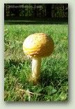 Mushroom Ball No. 0736