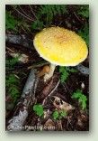 Mushroom With Slug No. 0106