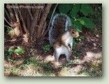 Gray Squirrel No. 4115