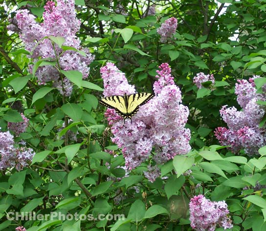 Lilacs-swallowtail