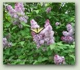 Lilacs-swallowtail No. 0499
