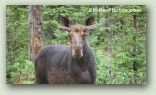 Moose 3 No. 3126